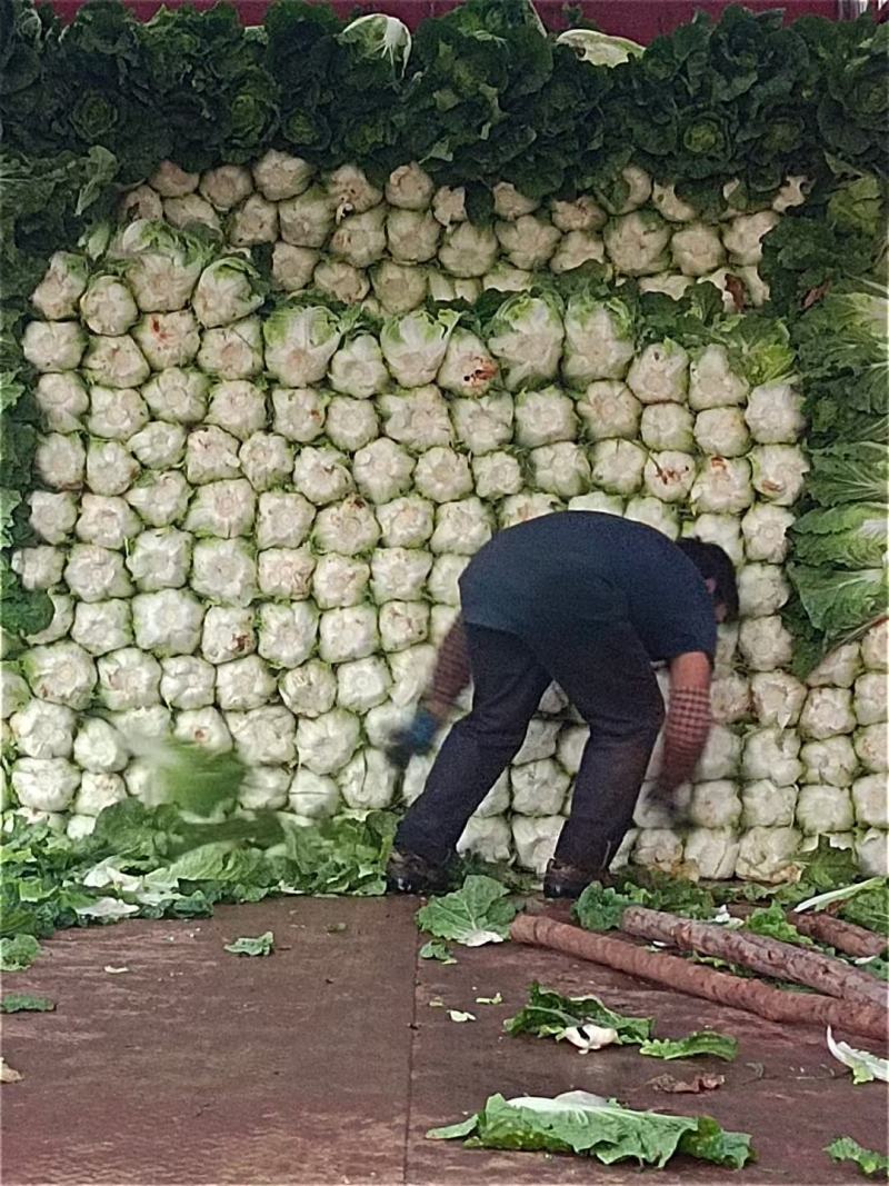 云南精品大白菜