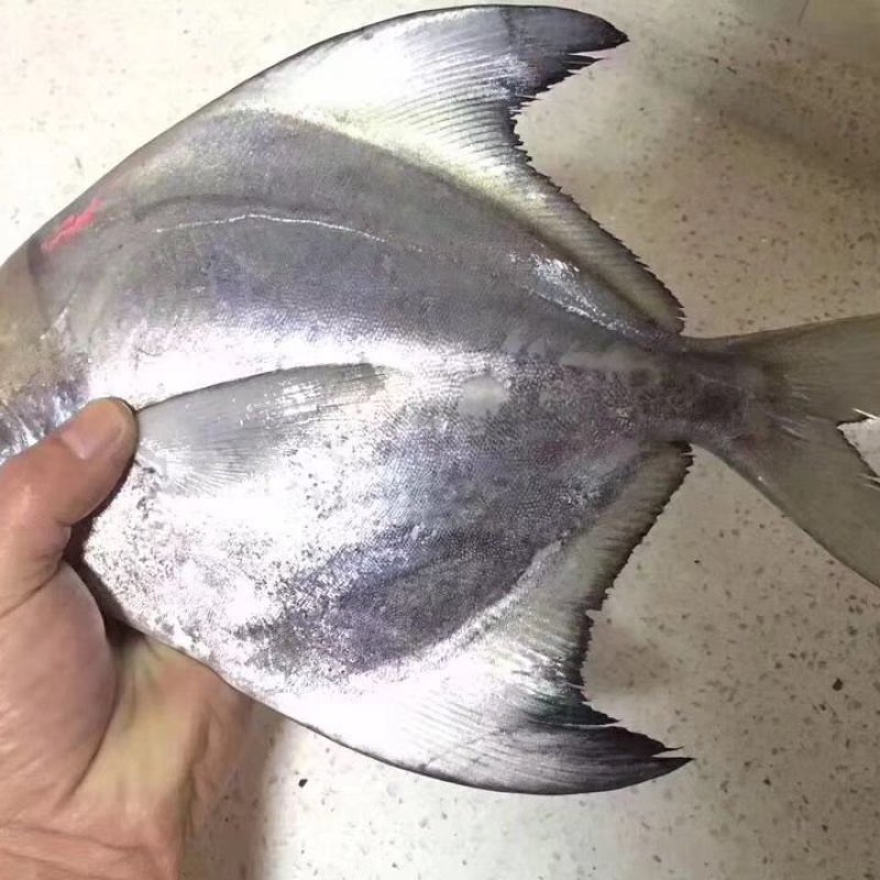 本港斗鲳