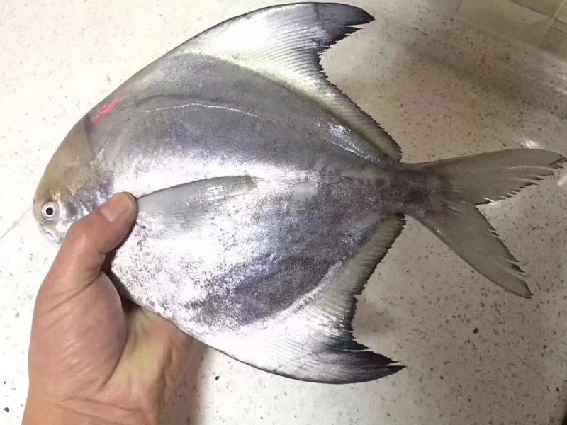 本港斗鲳