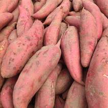河北衡水有大量红薯种植，品种西瓜红，紫薯等，品质好。