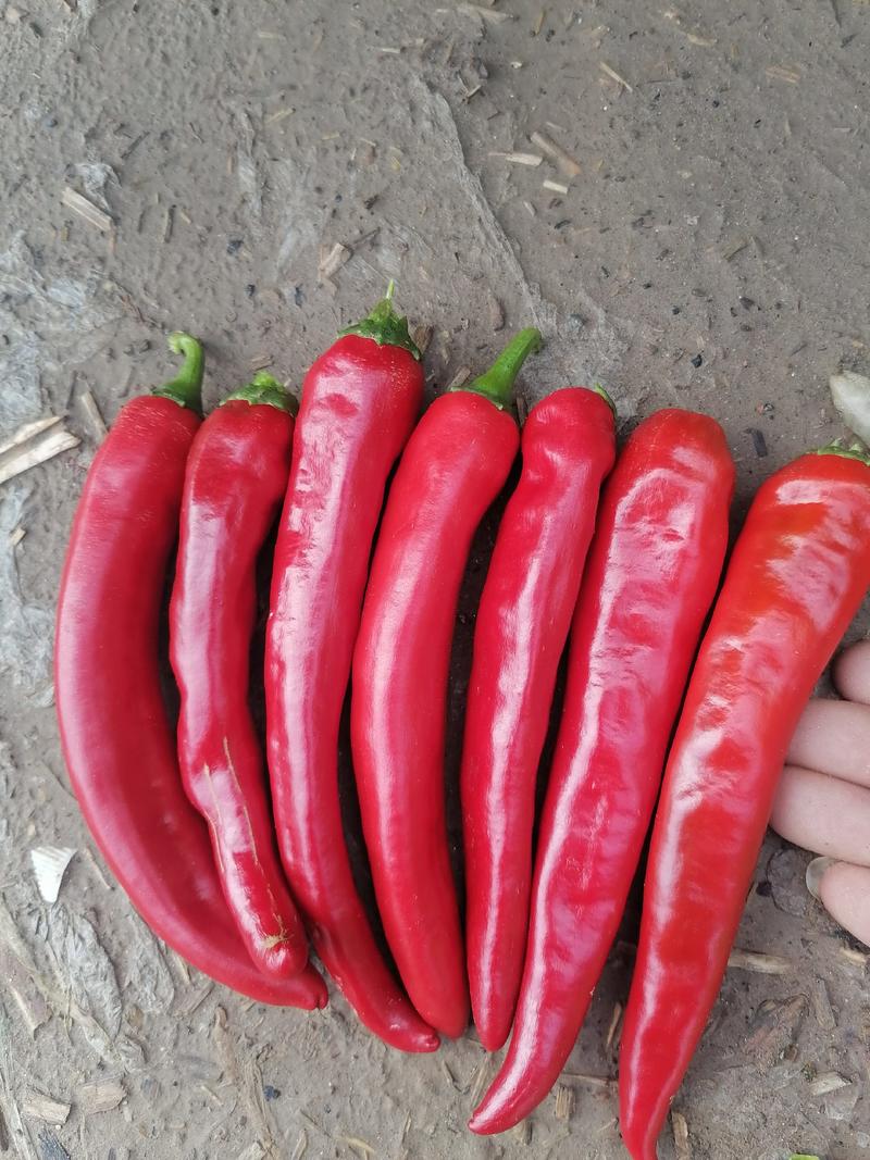 精品红辣椒，金塔红辣椒，常年代收，代售，种子发放，包回收