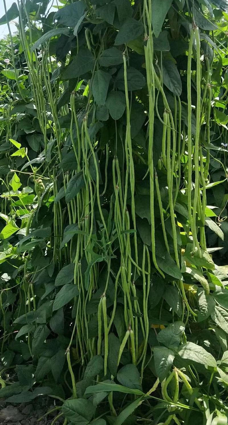 翠绿色耐热豇豆种子鸿盛翠绿一号特粗厚肉长条抗病高产