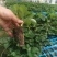 草莓苗章姬草莓苗基地实拍欢迎选购