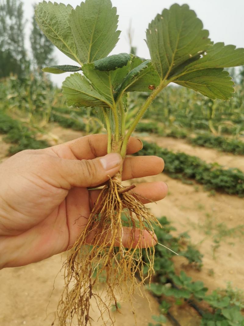 草莓苗章姬草莓苗基地实拍欢迎选购