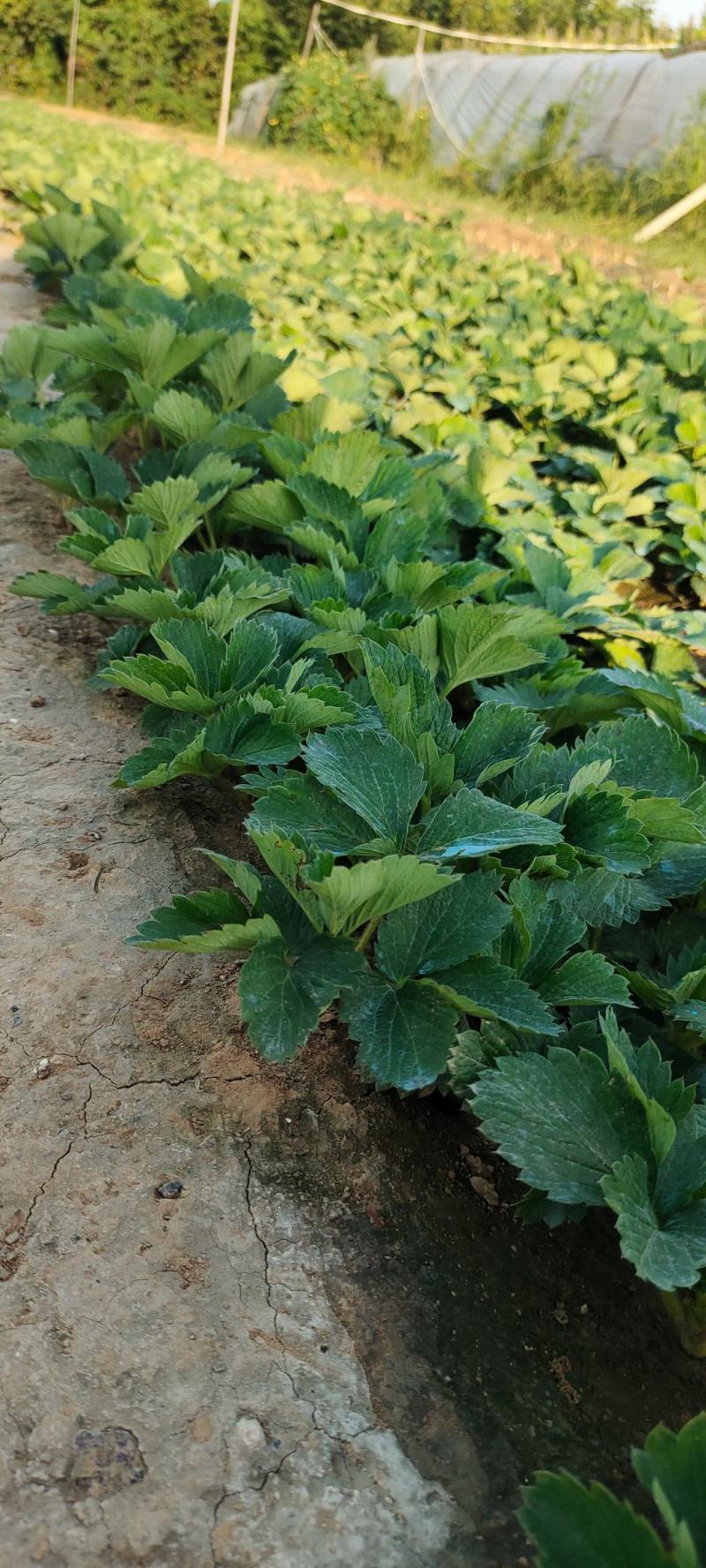 草莓苗章姬草莓苗基地实拍欢迎选购