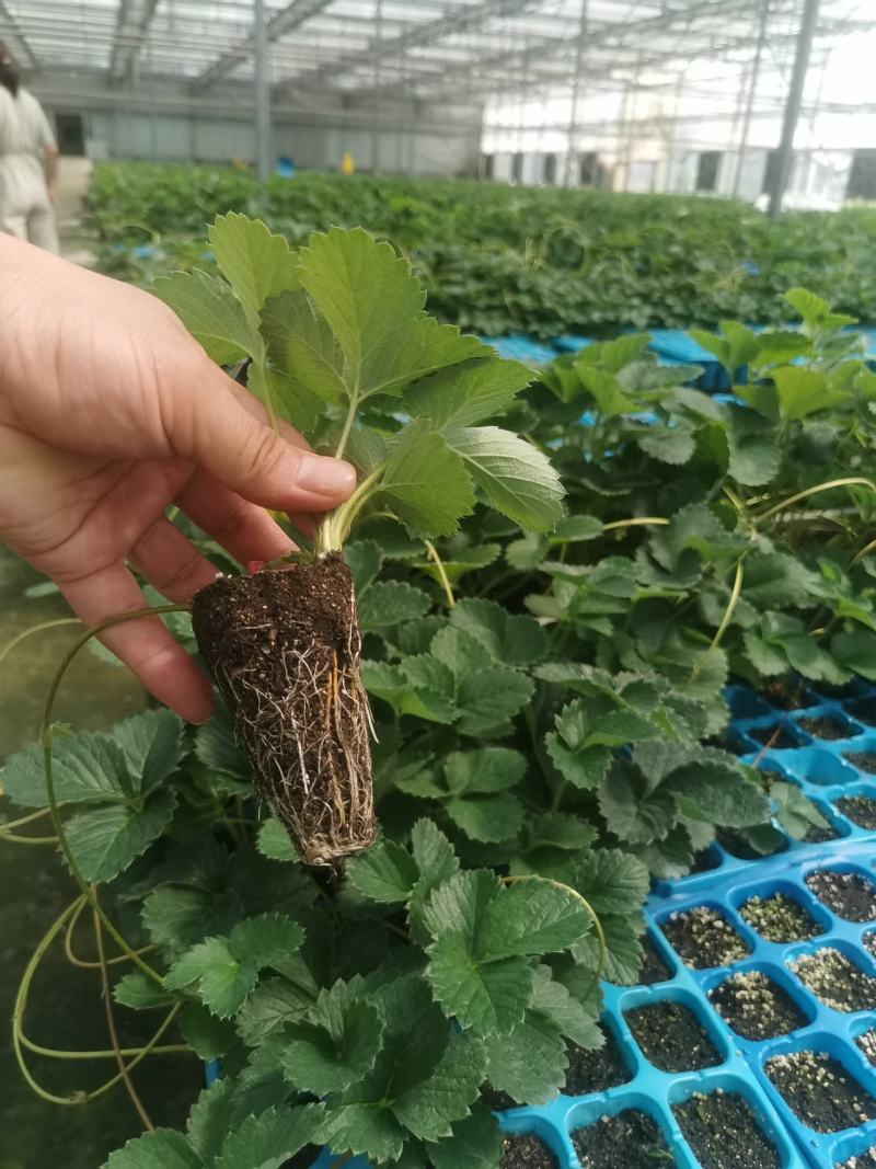 草莓苗章姬草莓苗基地实拍欢迎选购
