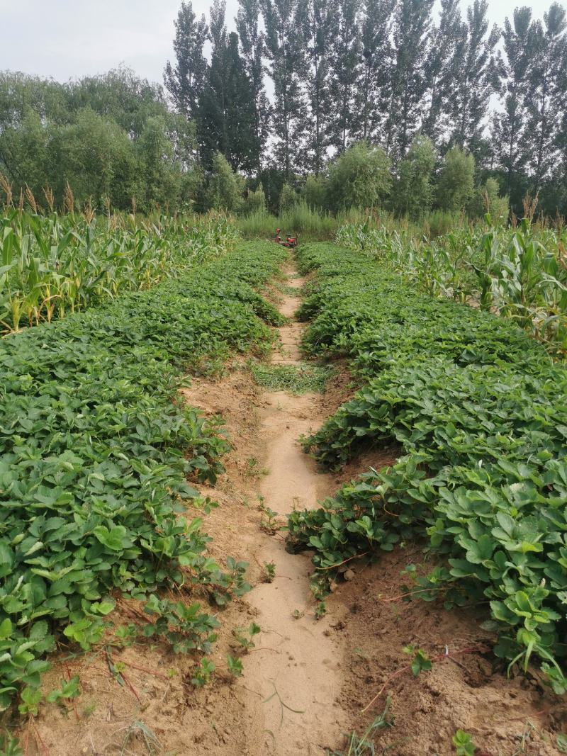 草莓苗章姬草莓苗基地实拍欢迎选购
