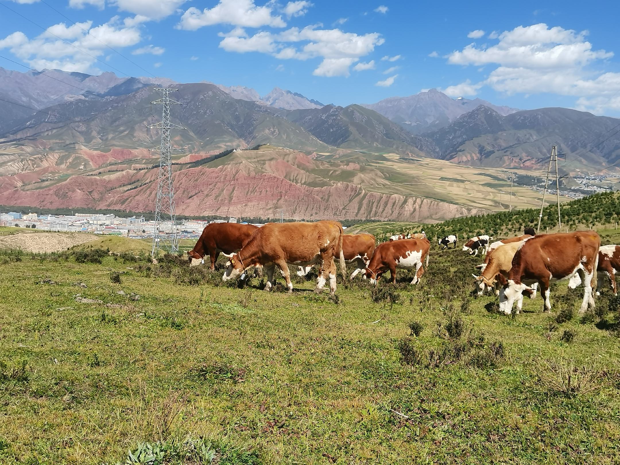 西门塔尔牛在瑞士阿尔卑斯山区的天然草场上悠闲吃草,背景为雪山与绿草地,展现原产地自然环境 西门塔尔牛在瑞士阿尔卑斯山牧场