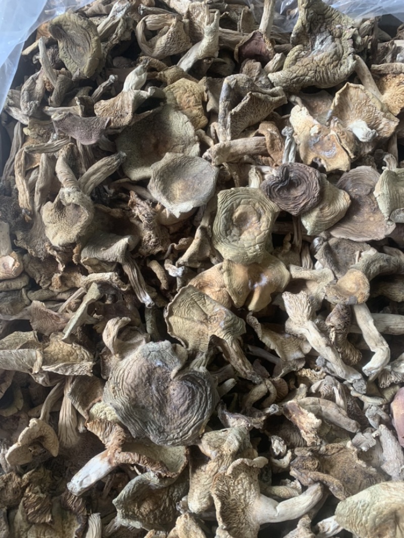 梨菇，半开菇。味道香，滑。质量精选货