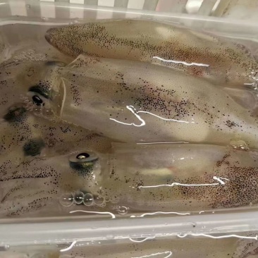 活冻带饭母管