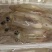 活冻带饭母管