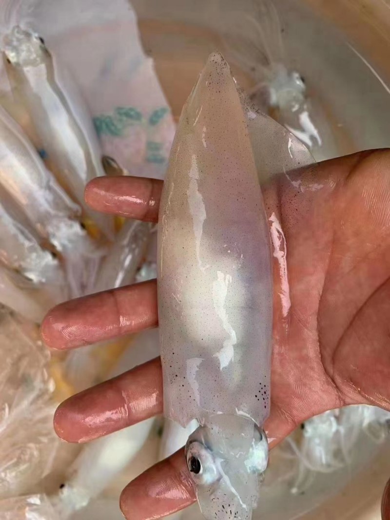 活冻带饭母管