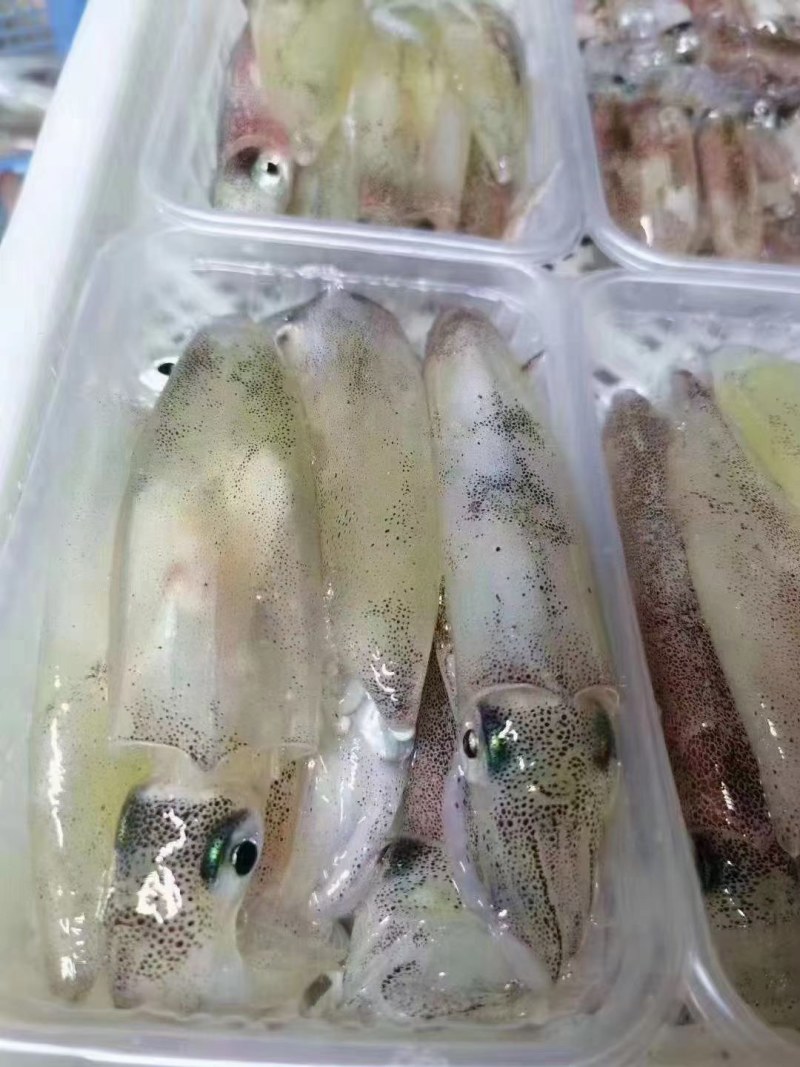 活冻带饭母管