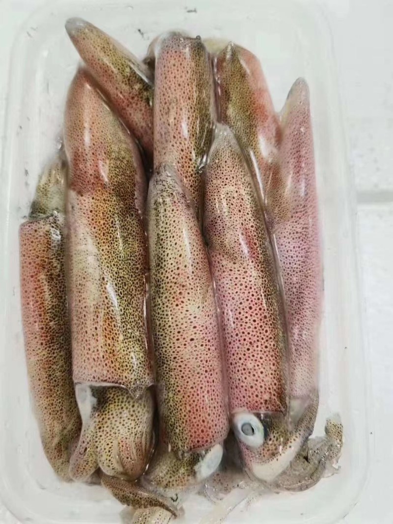 活冻带饭母管