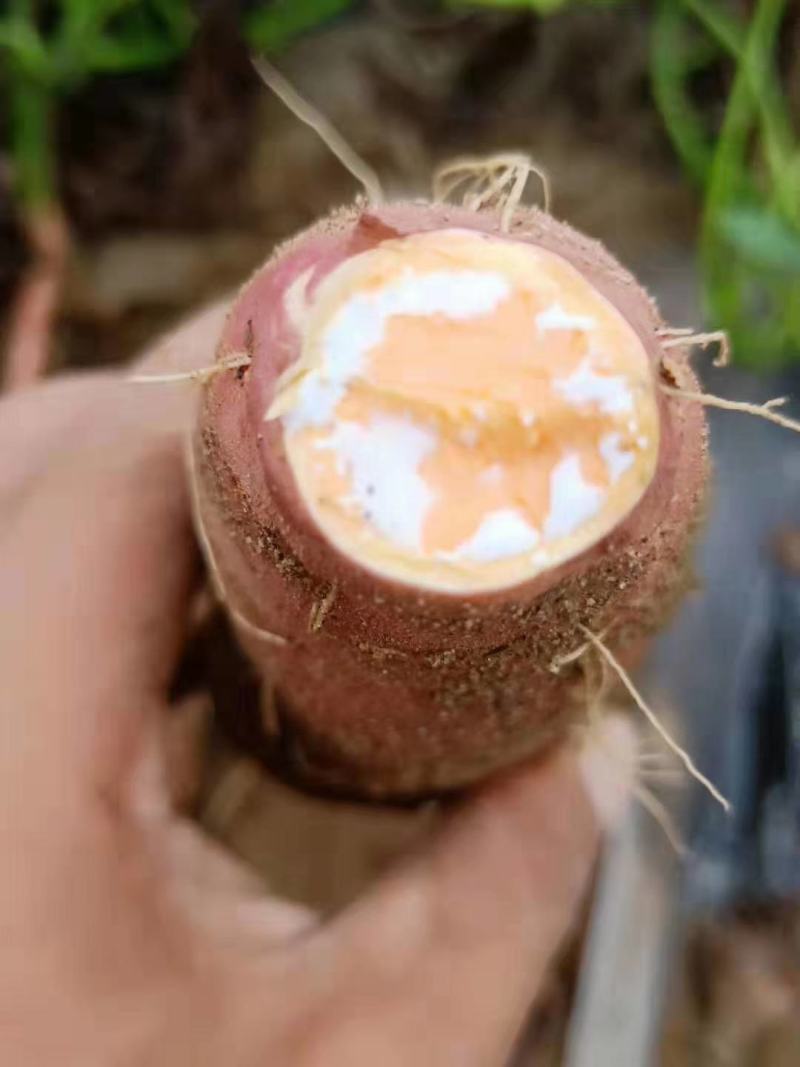自家烟薯蜜薯沙地种植条形好无虫眼口感佳