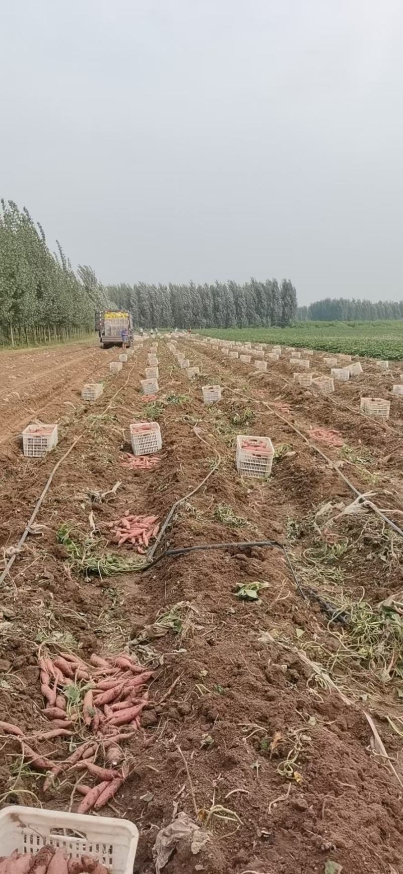 自家烟薯蜜薯沙地种植条形好无虫眼口感佳