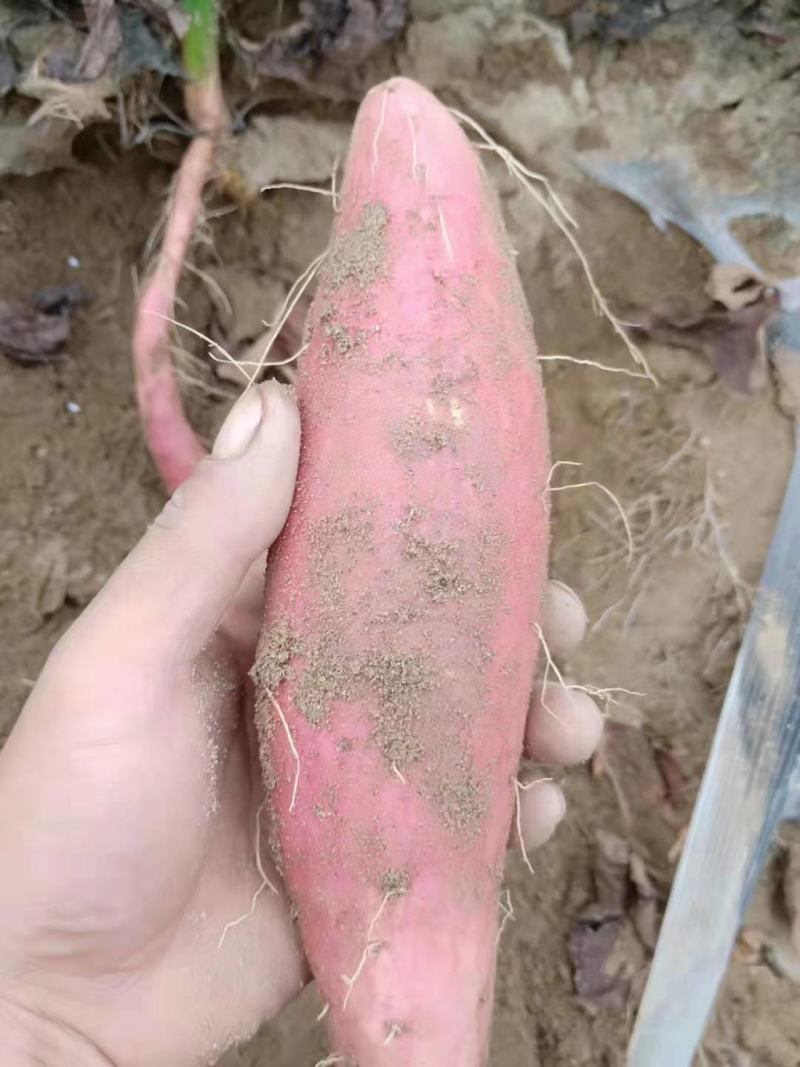 沙地红薯烟薯25蜜薯长条无虫眼皮毛鲜亮一手货源