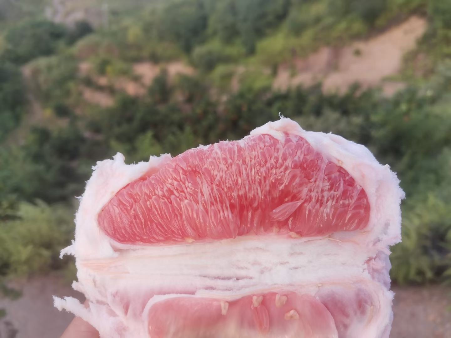 红心蜜柚果肉特写