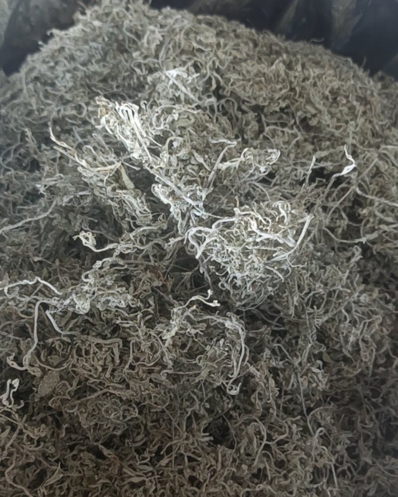 张家界霉茶