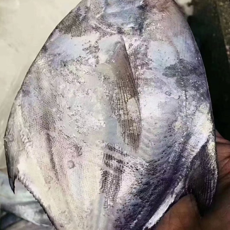白鲳鱼