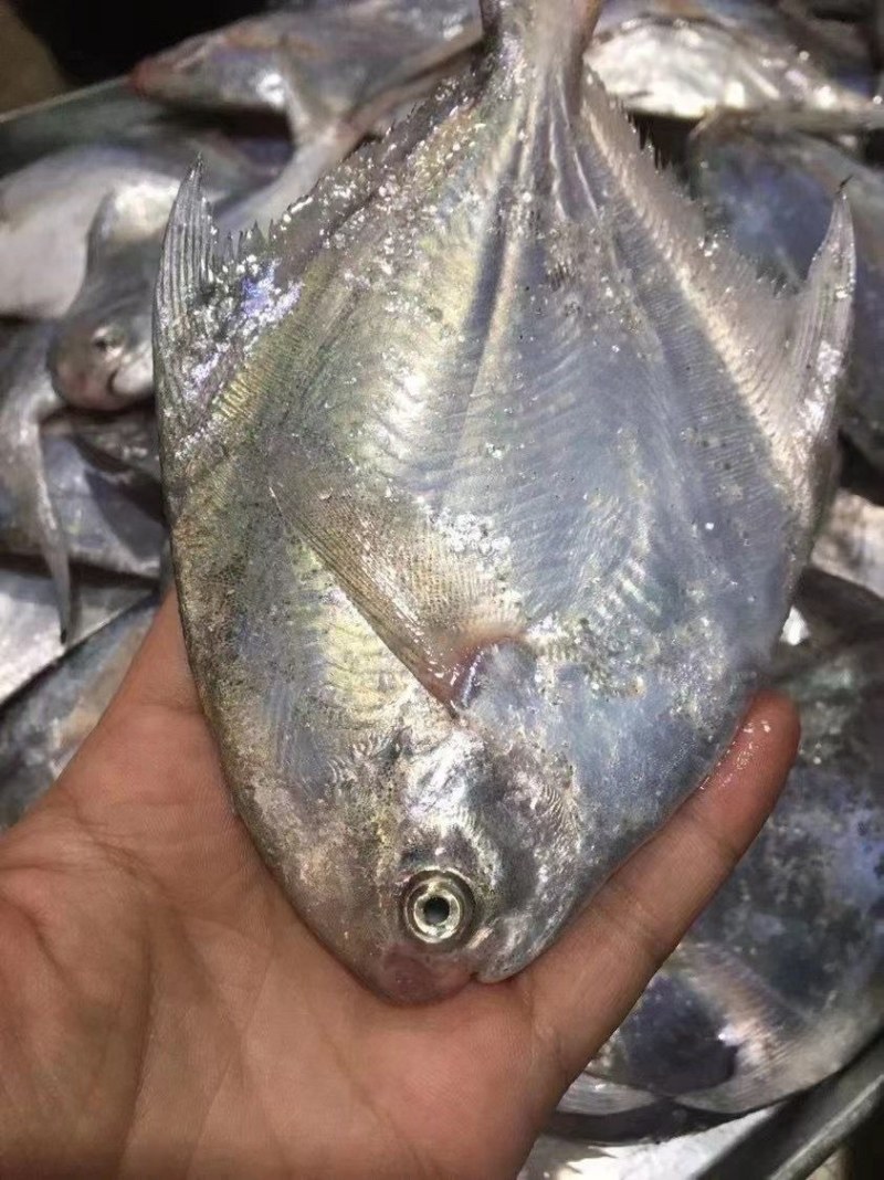 白鲳鱼