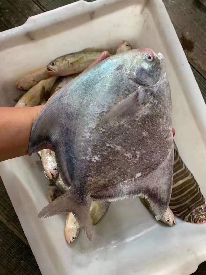 批发中斗鲳鱼