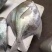 批发中斗鲳鱼
