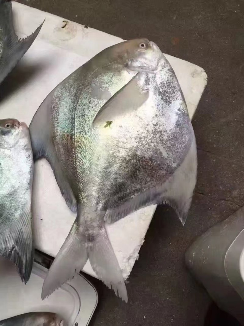 批发中斗鲳鱼