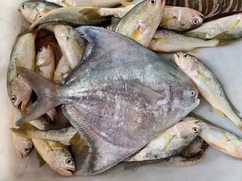 批发中斗鲳鱼