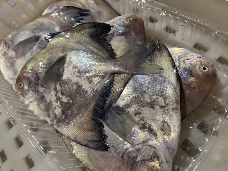 批发中斗鲳鱼