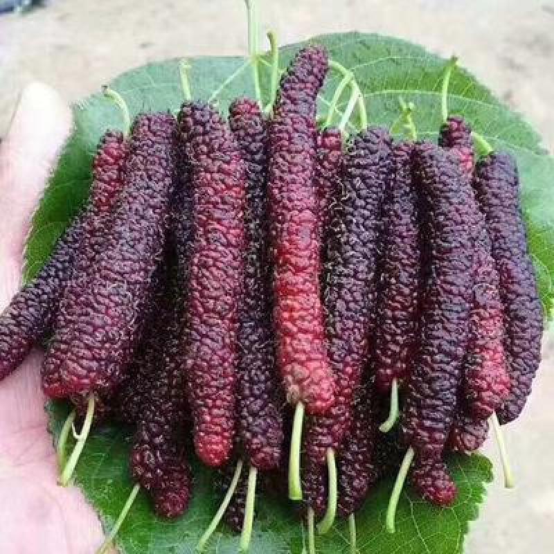 果桑树苗无籽大十桑葚树苗当年种植当年结果嫁接苗