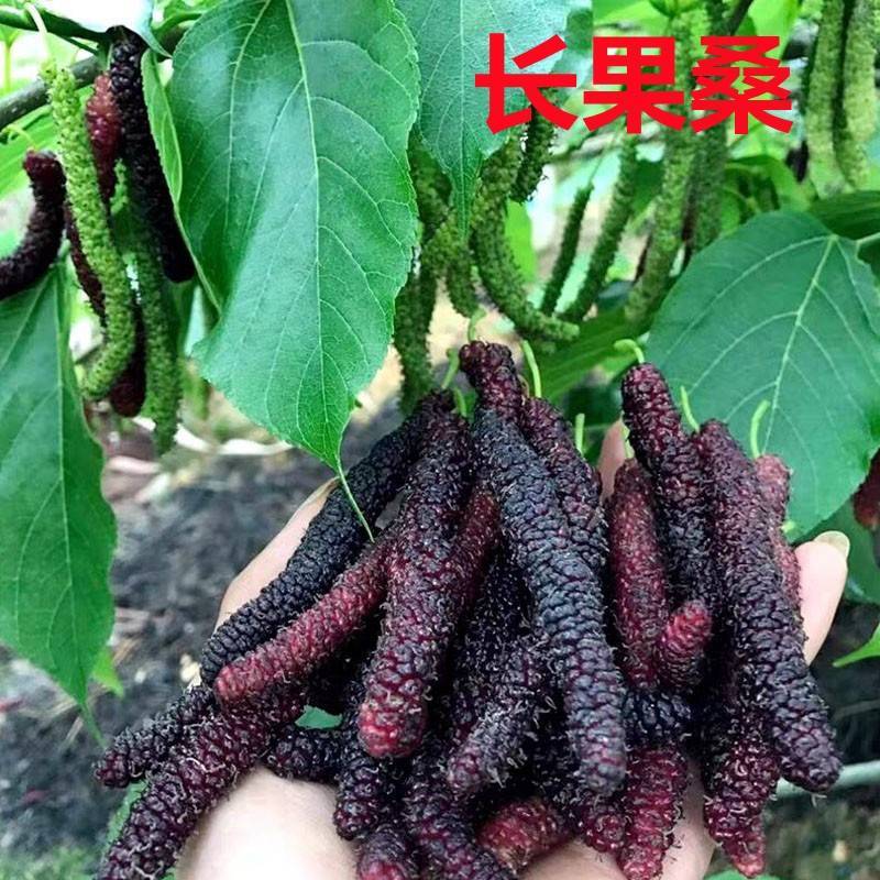果桑树苗无籽大十桑葚树苗当年种植当年结果嫁接苗