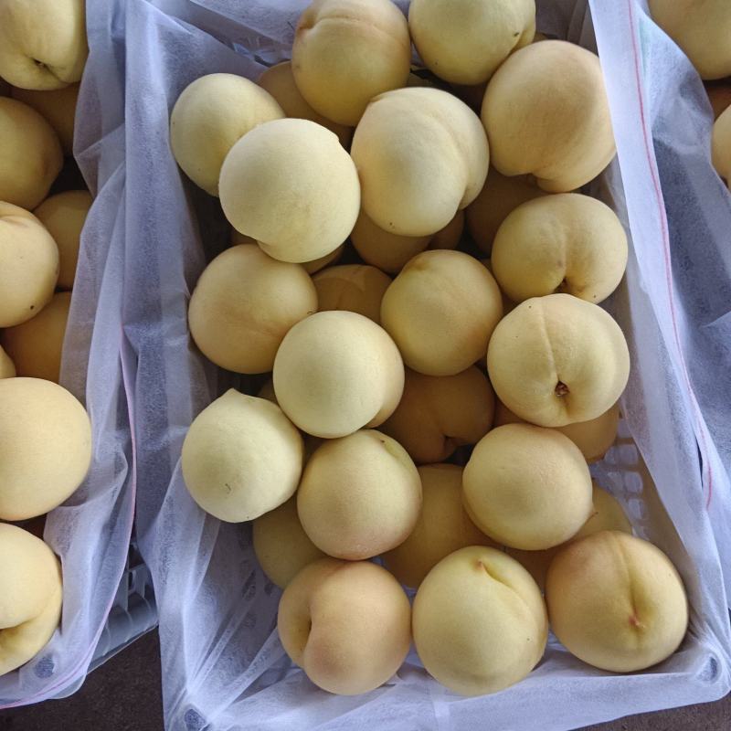 黄金桃大量上市，价格便宜货源充足预购提前电话联系