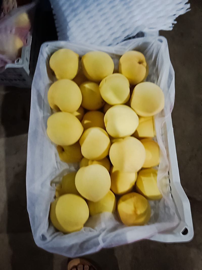 黄金桃大量上市，价格便宜货源充足预购提前电话联系