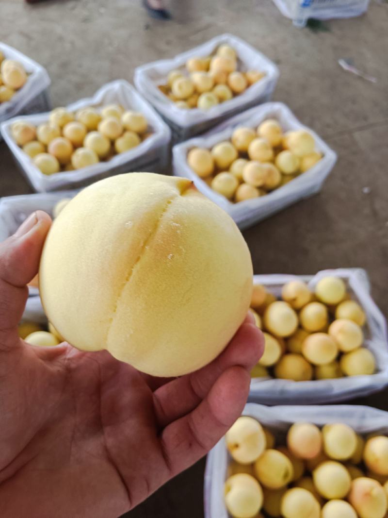 黄金桃大量上市，价格便宜货源充足预购提前电话联系