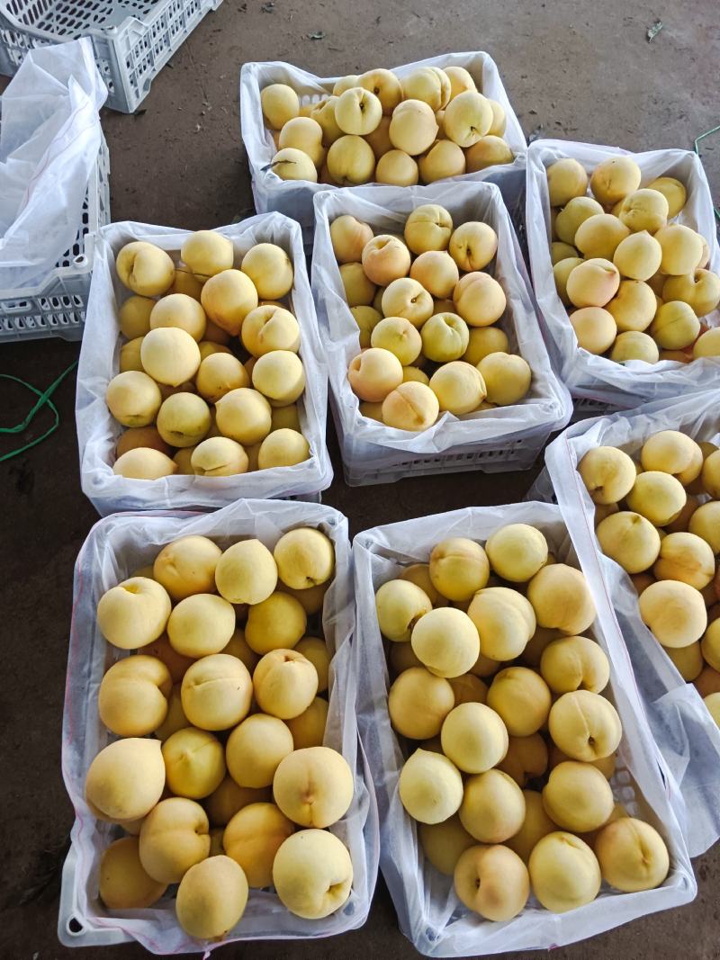 黄金桃大量上市，价格便宜货源充足预购提前电话联系