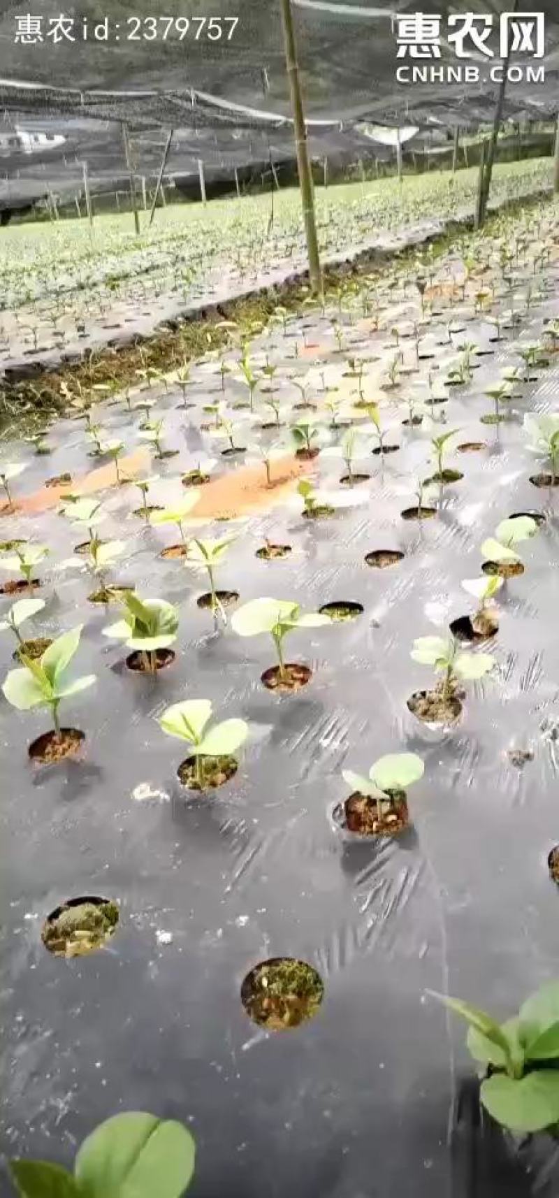 广西打孔地膜，银黑地膜，广东，四川，贵州
