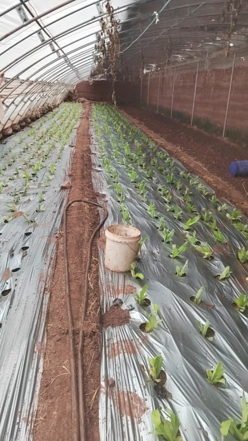 广西打孔地膜，银黑地膜，广东，四川，贵州
