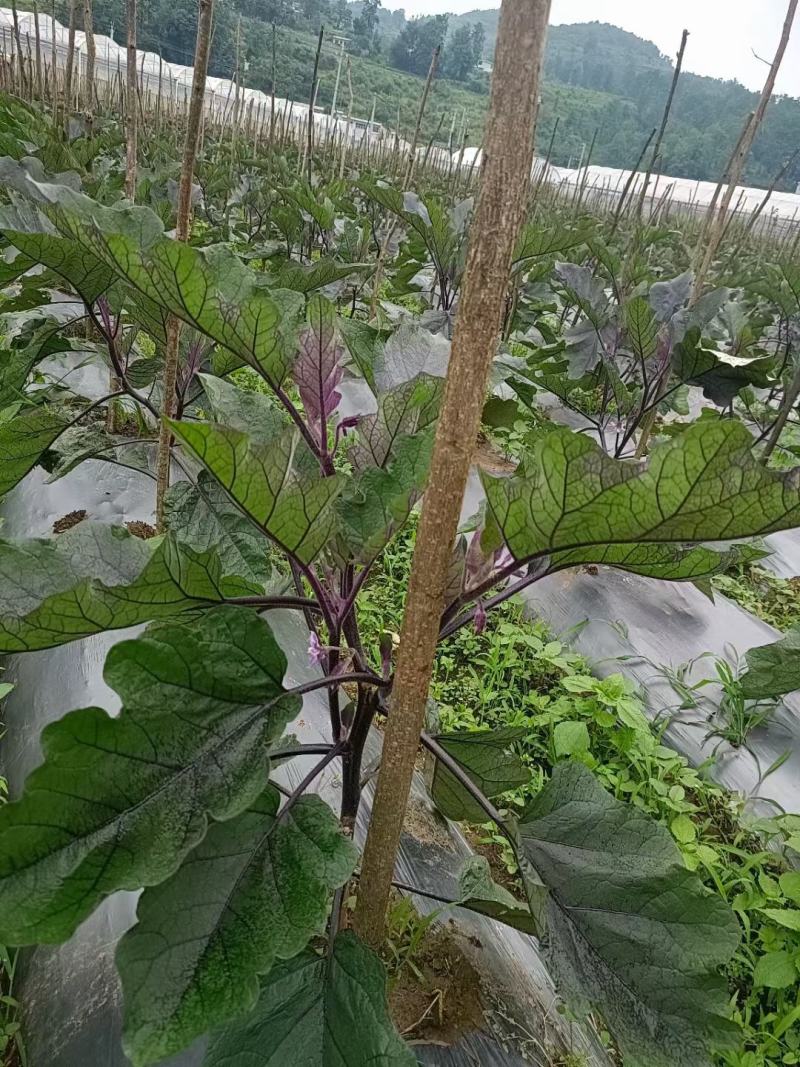 广西打孔地膜，银黑地膜，广东，四川，贵州