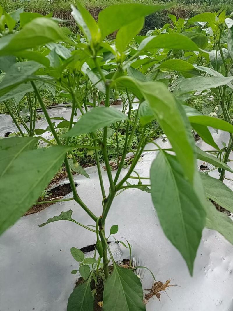 广西打孔地膜，银黑地膜，广东，四川，贵州