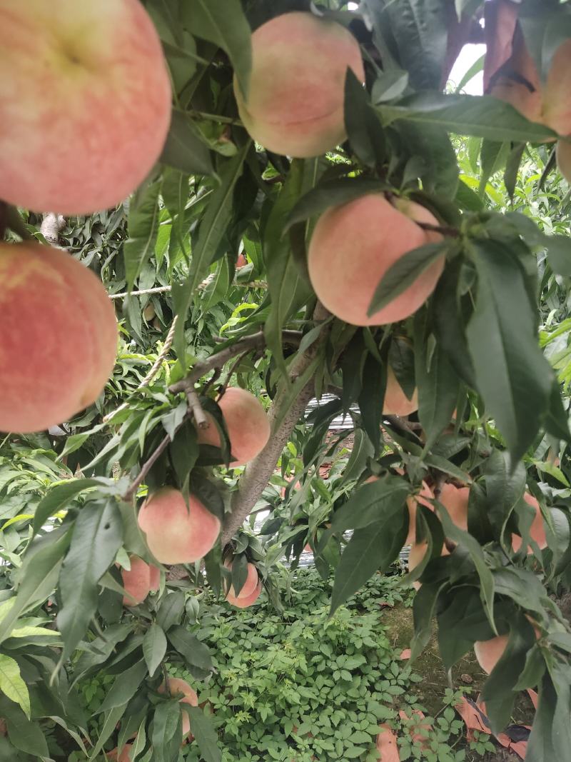 纸袋永莲蜜毛桃河南蜜桃产地直发品质保证走市场
