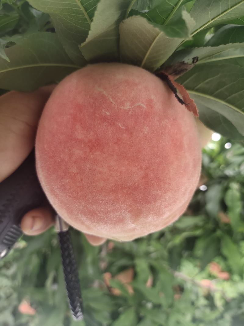 纸袋永莲蜜毛桃河南蜜桃产地直发品质保证走市场