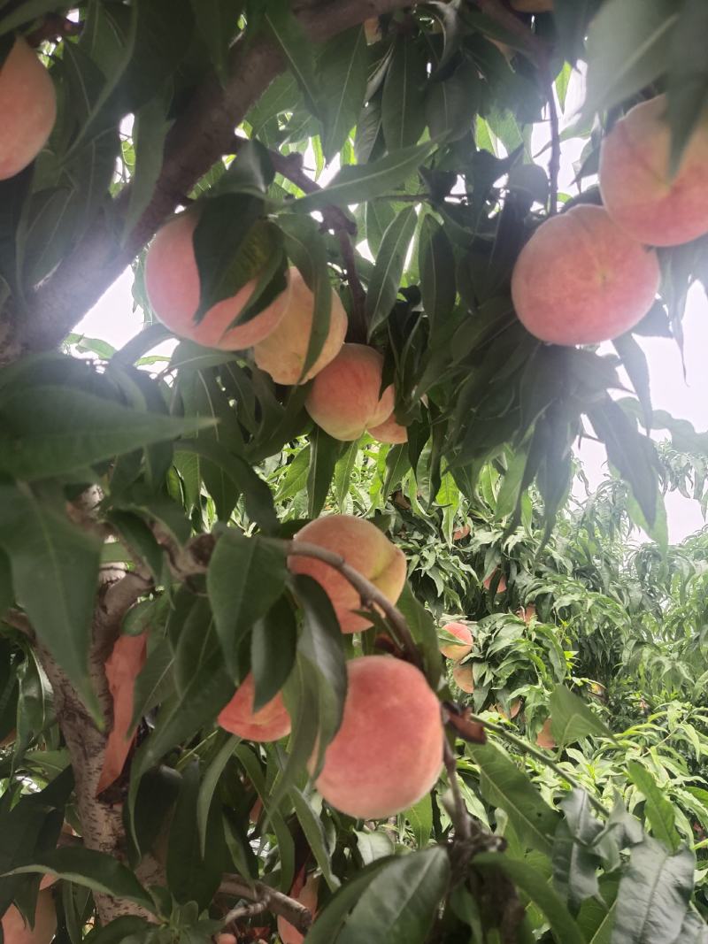 纸袋永莲蜜毛桃河南蜜桃产地直发品质保证走市场