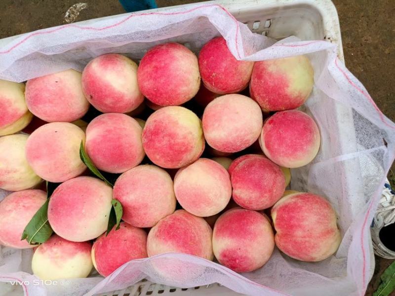 纸袋永莲蜜毛桃河南蜜桃产地直发品质保证走市场