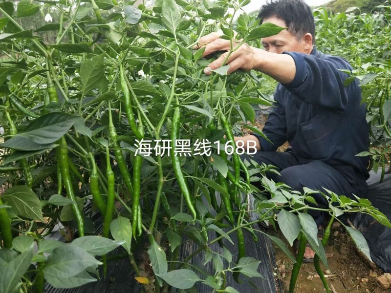 3号线椒种子，高产抗病顺直光滑，品质保障