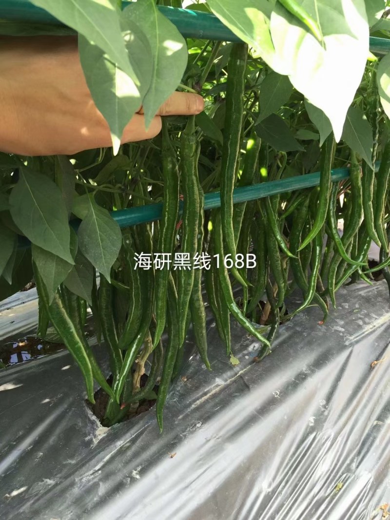 3号线椒种子，高产抗病顺直光滑，品质保障