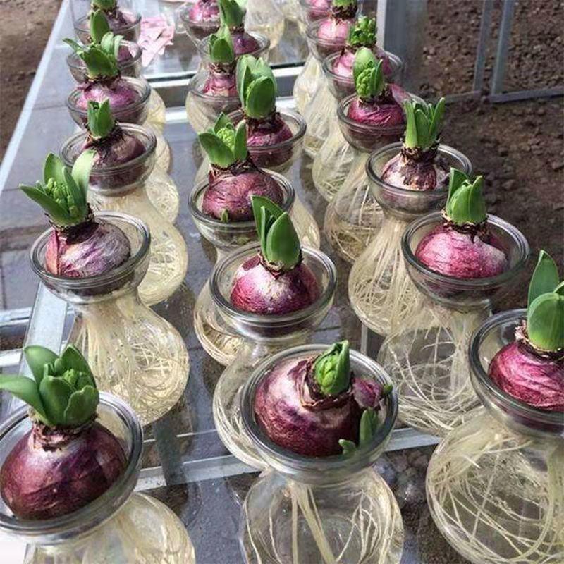 荷兰进口风信子种球水培土养风信子室内桌面花卉盆栽特大种球