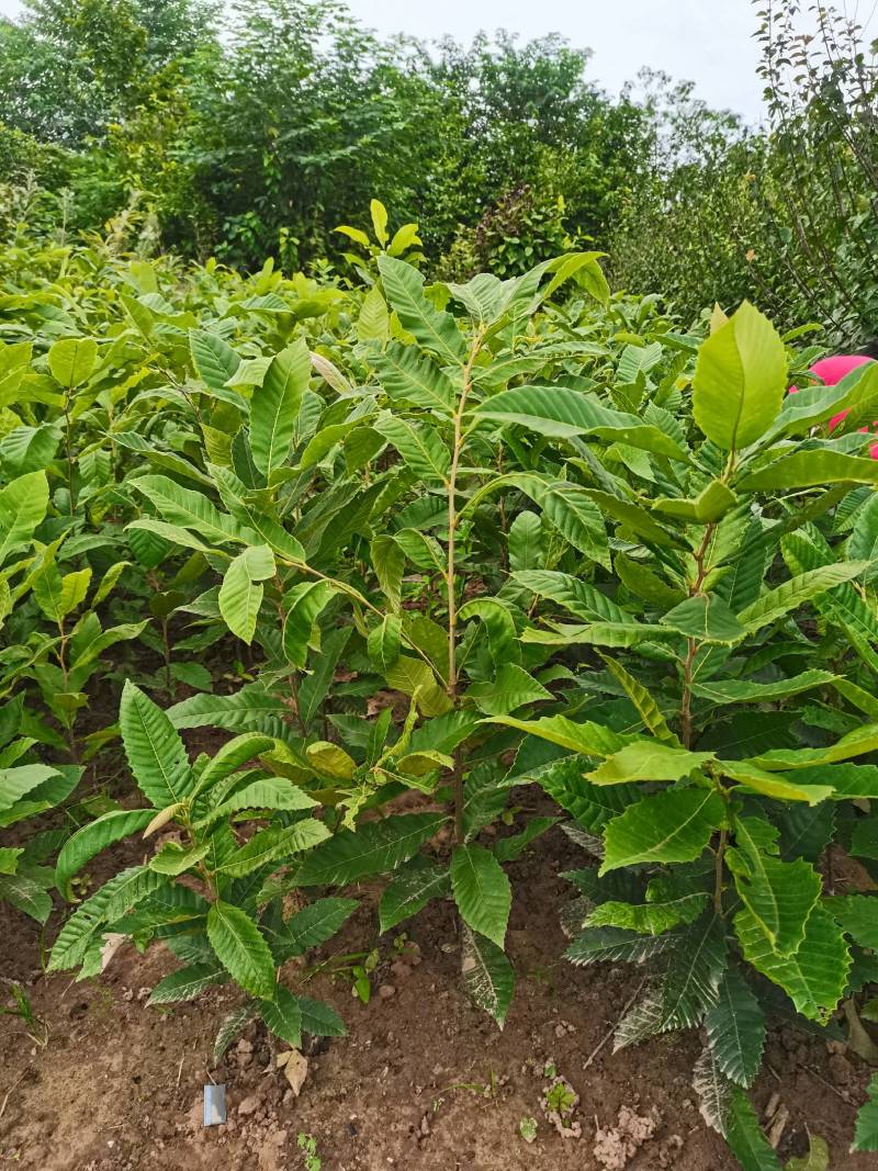 板栗苗大红袍迁西小籽板粟苗嫁接苗品种纯正
