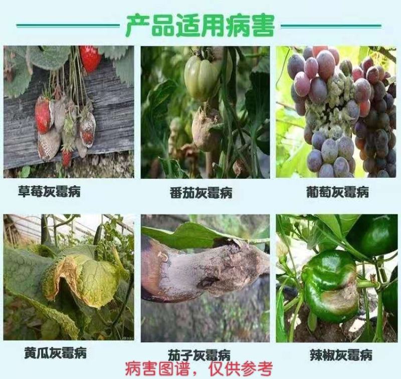 35%异菌脲腐霉利番茄蔬菜灰霉病杀菌剂悬浮剂型农药
