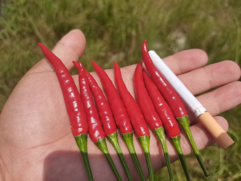 红辣椒新52